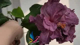 Caribbean Lavender Ice  #моигибискусы #гибискус #герагибис #сортовыегибискусы  #geragibis #hibiscus