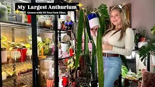 My Largest Anthurium! How I Pollinate, Harvest Berries, & Germinate.