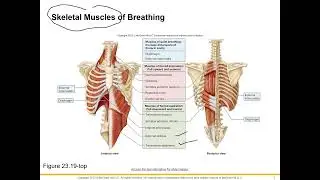 Respiratory Physiology Lung Volumes