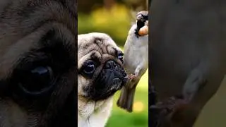 OMG 😲 Beautiful bird rescue dog #dog#bird