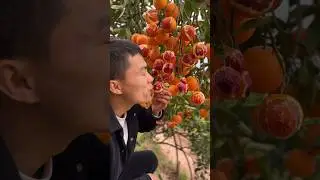 Beautiful natural orange fruit farm with eating so fresh #2024 #fruit #farming #orange