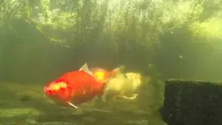 pond4