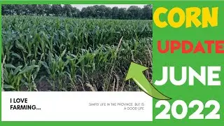 PIGGERRY IN THE PHILIPPINES | PIG FARM HOW FAST THE GROWTH AND HEALTH OF CORN #buhayprobinsya