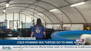Institute for Marine Mammal Studies receives 16 cold-stunned sea turtles from Massachusetts