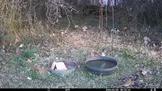 Trail Cam 2026 JAN 29