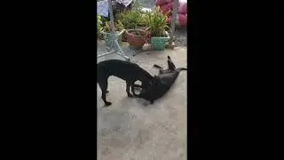 The girls dogs album video record of their activity at hometown #RelaxingForPets #SoothingVideos