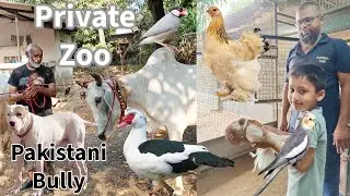 Private zoo, Mamaniat Farm Chikhli, Gujarat | Dog, Duck, Chicken, Exotic birds, Fancy pigeons