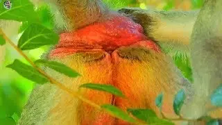 Update poor Jane nearly get of birth | Pity Jane very poor activity cos baby Very Big |