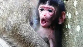New Baby Daniel Monkey Hungry Make Cute Face | No Feeding Milk Mother | Baby Screaming Cos Block