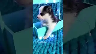 Мальчик Помски (Той) - Diamond Pomsky Bugatti #pomsky #pomskydog #pomskypuppy #минихаски #помски