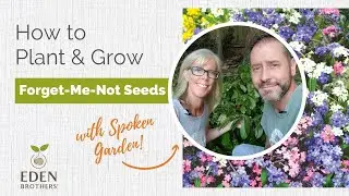 How to Plant and Grow Forget-Me-Nots from Seed
