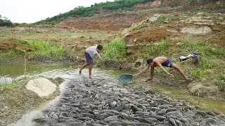 Awesome Fishing Season Dry 2020 - Finding & Catfish Secret Under Grass when Dry Water