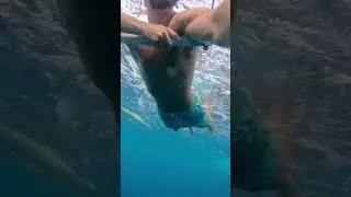 Swimming with the dolphins in Lovina! #lovina #dolphins #snorkeling #bali