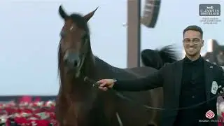 N 43 D SHAKHAR   World Arabian Horse Championship Supreme 2025   Junior Colts Class 4