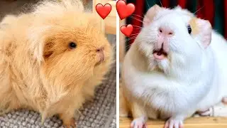Guinea Pig in Love