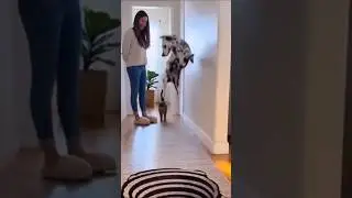 dogs 🐶 funny video#shorts #dogs
