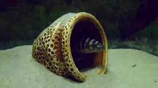 ЛАМПРОЛОГУС ЦИЛИНДРИКУС (Neolamprologus cylindricus).