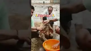 go sevak #gosevak #gopal #trending #love #maa #gaumata