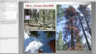 Fuels patterns and a fire following MPB...