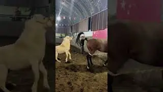 Beautiful Horse is having fun together 2023
