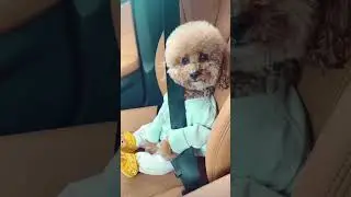 #lovelydog #babydog #cutepuppy #doglover #viralshorts #dogshorts #ticktockviral #ticktok🐶🐈