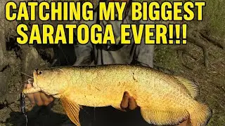 Chasing GIANT SARATOGA in Central Queensland 
