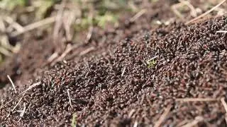 Behaarde rode bosmier Formica rufa, opwarmend in de winterzon
