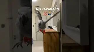 Lulu said NO PAPARAZZI 😭 #funnyparrot #parrot #birds #cute #birdshorts