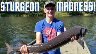 LAKE STURGEON MADNESS!! | UPPER ST. CROIX RIVER | BACK TO BACK LAKE STURGEON