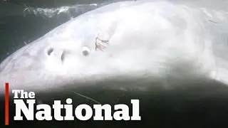 Monster-Sized Sturgeon Captured and Tracked