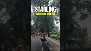 STARLING STARBUCK KELILING #shorts #ojolberbagi