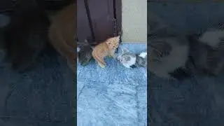 Father Cat Babysitting Her All Kittens