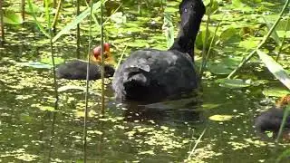 Coot with Little Chicks 20240716