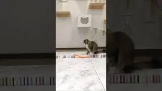 Этот кот &mdash; гений в домино! 🐱💕