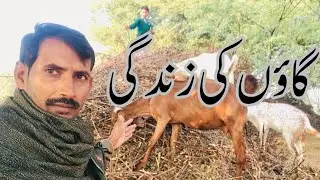  unseen village culture and morning activities,Village morning time busy routine,