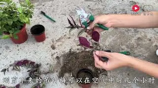 吊竹梅扦插有窍门，学会这些，几根枝条就能枝繁叶茂爆盆！