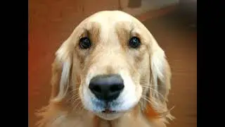 My Dog can sings like Elvis !!!