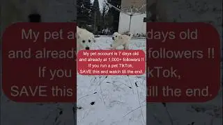 Pet account to 1K in 7 days Save this & grow fast with proven steps#pettok #petcreators#growontiktok