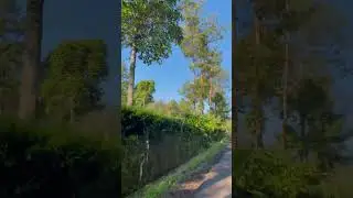 View gunung sindoro dari kebun teh tambi Wonosobo 🍃