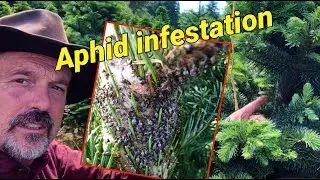 Нашествие елочной тли: как это выглядит. Что произойдет?
