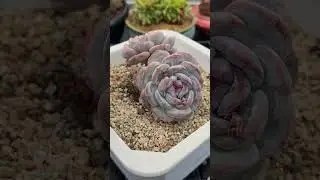 Smart Succulent Maintenance System 🌿 Keep Indoor Plants Valuable for Years