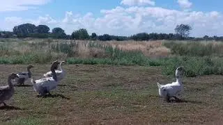 Гуси холмогорские