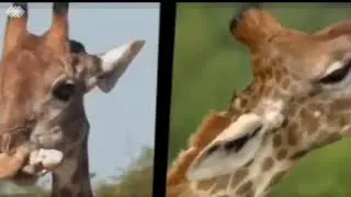 Giraffe Documentary: Species Facts, Lifespan and Habitat