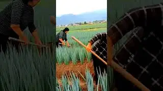 Green Onion Farming #satisfying #shortsvideo