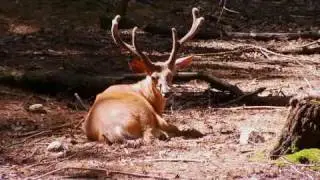 Visit the Maine Wildlife Park