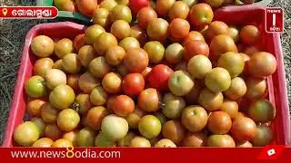 ପଛୁଆ ବ୍ଲକର ଆଗୁଆ ପିଲା ଚାଷୀ ଧନଞ୍ଜୟ ନାଏକ || #News8odia #Odisha