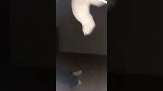Opheffing