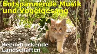 Wunderschöne Musik und außergewöhnliche Landschaften: Entspanne deinen Geist und finde tiefe Ruhe