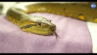 Anaconda Exam 2022!