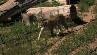 Tour of Bear Country in the Black Hills of South Dakota